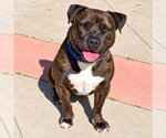 Small Photo #2 American Staffordshire Terrier-Unknown Mix Puppy For Sale in Lake Forest, CA, USA