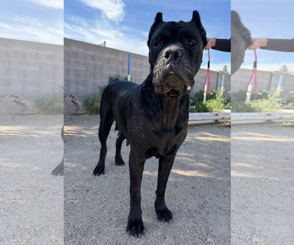 Medium Photo #4 Mutt Puppy For Sale in Goodyear, AZ, USA