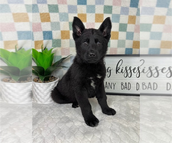 Medium Photo #1 German Shepherd Dog Puppy For Sale in FRANKLIN, IN, USA