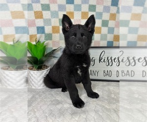 German Shepherd Dog Puppy for sale in FRANKLIN, IN, USA