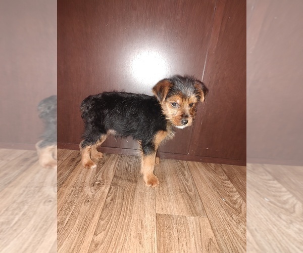 Medium Photo #1 YorkiePoo Puppy For Sale in LAPEER, MI, USA
