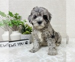 Small #4 Cavapoo (Miniature)