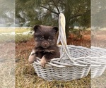 Small #2 Pomeranian
