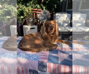 Father of the Cavalier King Charles Spaniel-Poodle (Toy) Mix puppies born on 08/14/2025