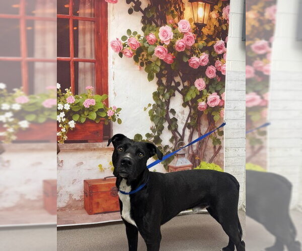 Medium Photo #1 Labrador Retriever-Unknown Mix Puppy For Sale in San Bernardino, CA, USA