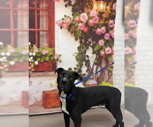 Labrador Retriever-Unknown Mix Dogs for adoption in San Bernardino, CA, USA