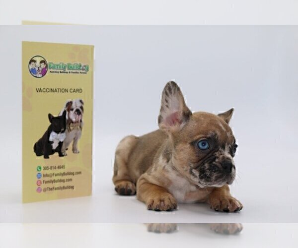 Medium Photo #4 French Bulldog Puppy For Sale in CHEVY CHASE, DC, USA