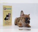 Small Photo #4 French Bulldog Puppy For Sale in CHEVY CHASE, DC, USA
