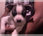 Small Photo #11 Boston Terrier-Collie Mix Puppy For Sale in COLUMBUS, OH, USA