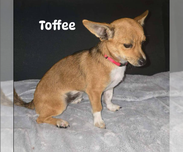 Medium Photo #4 Chihuahua-Unknown Mix Puppy For Sale in Cranston, RI, USA