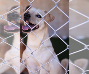 Scottie #0288 - Male Italian Greyhuahua Dog for Adoption - Photo #3