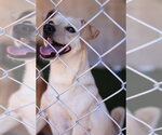 Small Photo #3 Italian Greyhuahua Puppy For Sale in Studio City, CA, USA
