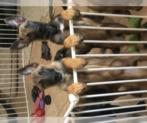 Medium Photo #21 Belgian Malinois Puppy For Sale in HARKER HEIGHTS, TX, USA