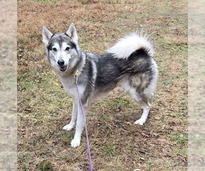 Siberian Husky Dogs for adoption in Waterford, VA, USA