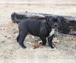 American Bulldog Puppy for sale in FAIR GROVE, MO, USA