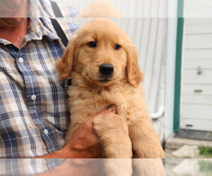 Golden Retriever Puppy for sale in SHILOH, OH, USA