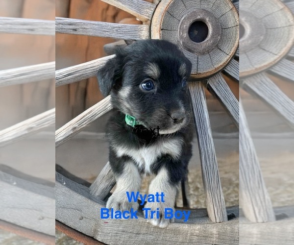 Medium Photo #3 Australian Shepherd Puppy For Sale in WILLIAMS, AZ, USA