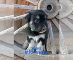 Small #2 Australian Shepherd