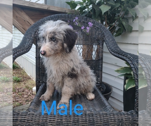 Medium Photo #7 Aussiedoodle Puppy For Sale in COUCH, MO, USA