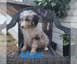 Small Photo #7 Aussiedoodle Puppy For Sale in COUCH, MO, USA