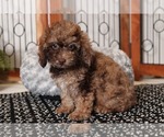 Small Poodle (Miniature)