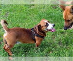 Small #1 Basset Hound-German Shepherd Dog Mix