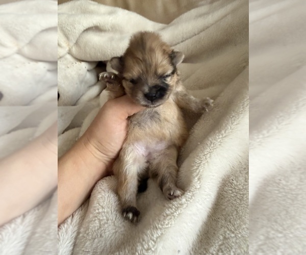 Medium Photo #1 Pomeranian Puppy For Sale in HUBERT, NC, USA