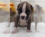 Small #7 Boxer