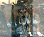 Small Photo #4 German Shepherd Dog-Rhodesian Ridgeback Mix Puppy For Sale in Attalka, AL, USA