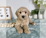 Small #4 Goldendoodle (Miniature)