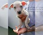 Small #1 Boxer Mix