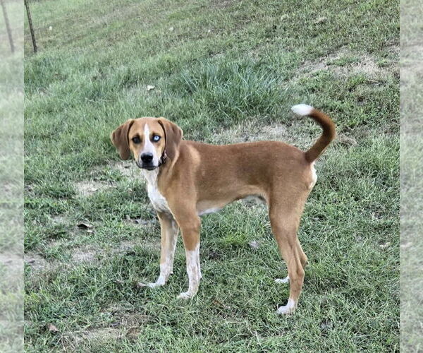 Medium Photo #6 Mutt Puppy For Sale in Macon, MO, USA