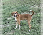 Small #5 Mutt