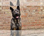Small Photo #5 German Shepherd Dog Puppy For Sale in Chicago, IL, USA