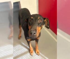 Doberman Pinscher-Unknown Mix Dogs for adoption in Visalia, CA, USA