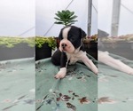Small #1 Boston Terrier