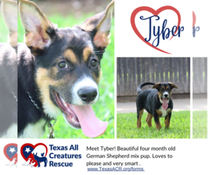 German Shepherd Dog-Unknown Mix Dogs for adoption in Lillian, TX, USA