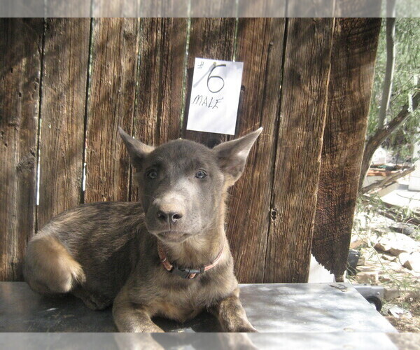 Medium Photo #11 Dutch Shepherd Dog Puppy For Sale in TUCSON, AZ, USA