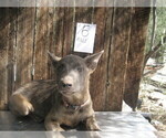Small Photo #11 Dutch Shepherd Dog Puppy For Sale in TUCSON, AZ, USA