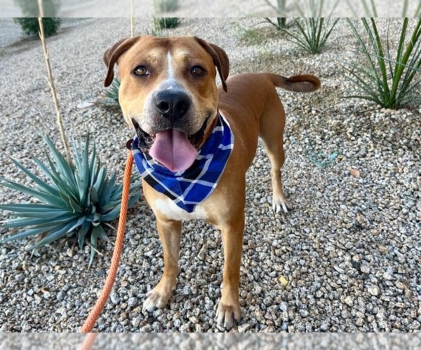 Medium Photo #1 American Staffordshire Terrier-Unknown Mix Puppy For Sale in Chandler, AZ, USA