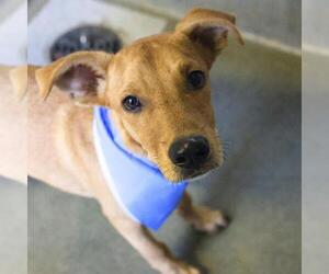 Labrador Retriever-Unknown Mix Dogs for adoption in San Antonio, TX, USA