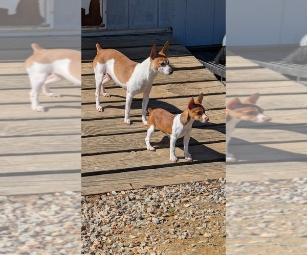 Medium Photo #1 Rat Terrier Puppy For Sale in WHITAKERS, NC, USA