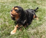 Small Photo #4 Cavalier King Charles Spaniel Puppy For Sale in CARLISLE, KY, USA
