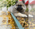 Small Photo #77 Keeshond Puppy For Sale in FAYETTEVILLE, TN, USA
