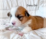 Puppy Daisy Pembroke Welsh Corgi