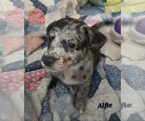Medium Photo #3 Cairn Terrier-Unknown Mix Puppy For Sale in Oakhurst, NJ, USA