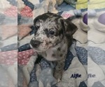 Small Photo #3 Cairn Terrier-Unknown Mix Puppy For Sale in Oakhurst, NJ, USA