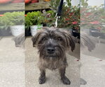 Hair Gel - Male Cairn Terrier-Unknown Mix Dog for Adoption - Small photo