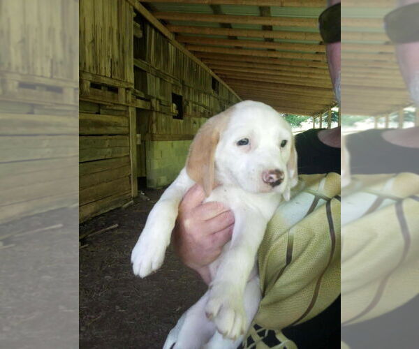 Medium Photo #4 Jack-A-Bee Puppy For Sale in Aurora, IN, USA