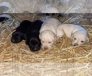 Medium Labrador Retriever